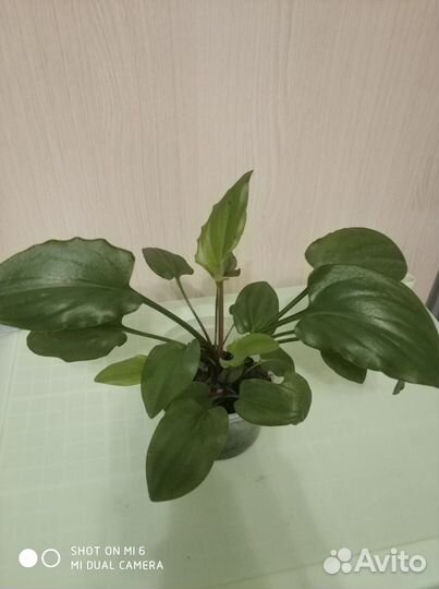 Каланхоэ лечебное большой
