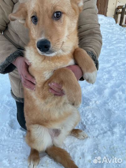 Собака в добрые руки