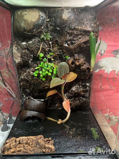 Оформленный террариум Exo terra