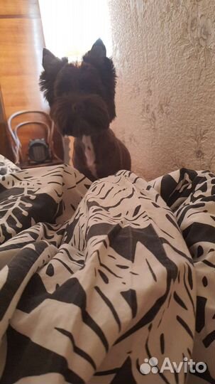 Йоркширский терьер мальчик 11 месяцев