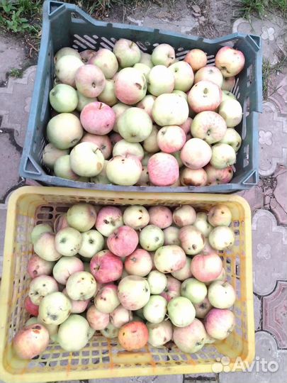 Помидоры. Лук порей. Яблоки сладкие падалка