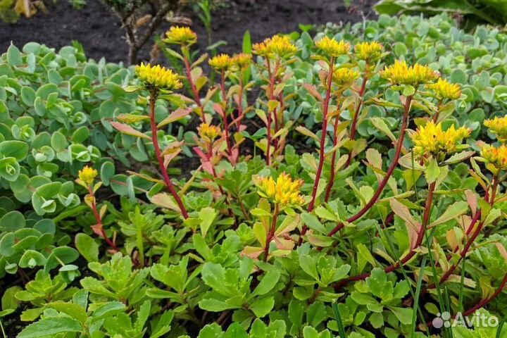 Очитки и молодило