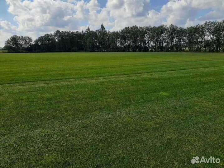 Рулонный газон /продажа/укладка