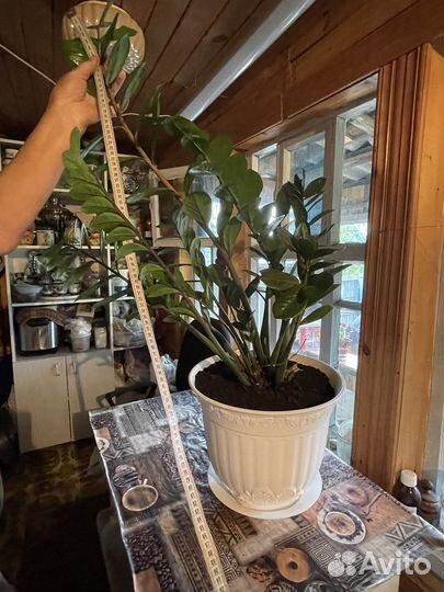 Замиокулькас