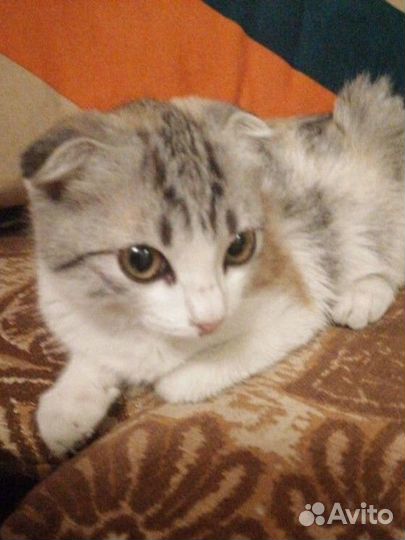 Шотландская