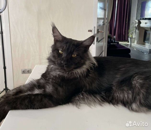 Вязка мейн-кун