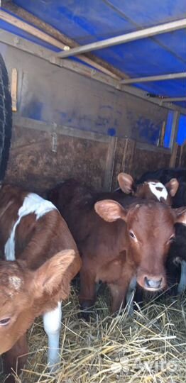 Телята Бычки-1 -2месяца