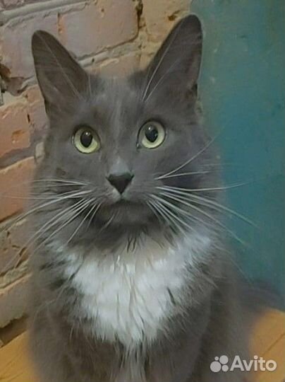 Котик в добрые руки