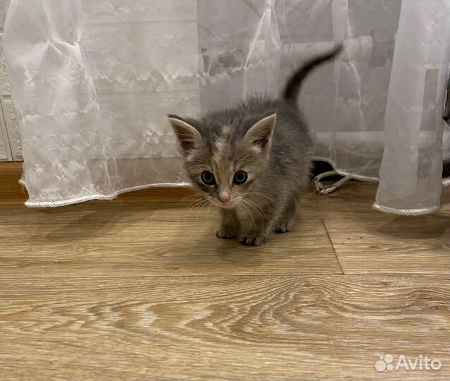 Котята в добрые руки даром