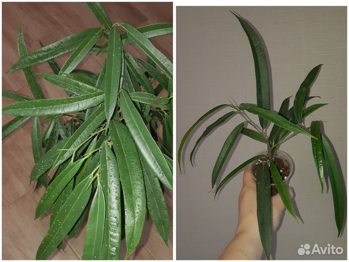 Фикусы в наборе из 6 сортов