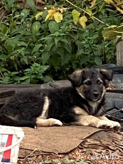 Щенки в добрые руки