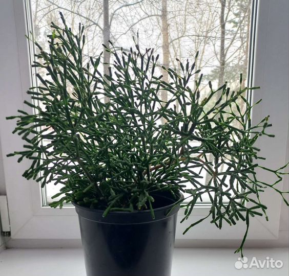 Хатиора солеросовая