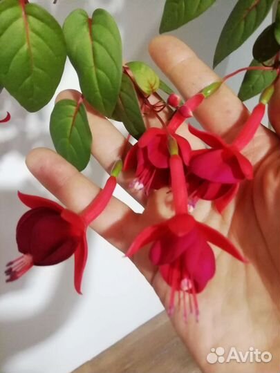 Пеларгония герань, Фуксия Маринка