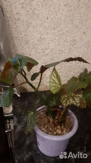 Бегония,цветущая и бегония тигровая