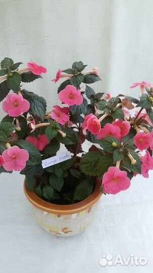 Ризомы ахименесов