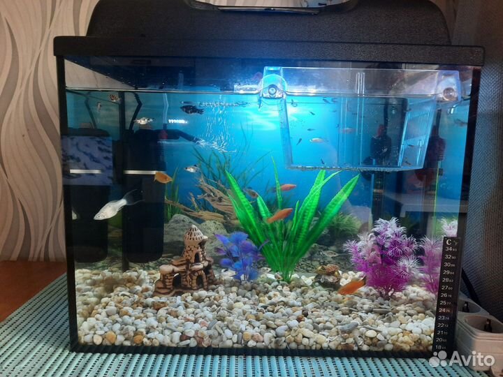 Аквариум