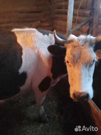 Корова дойная