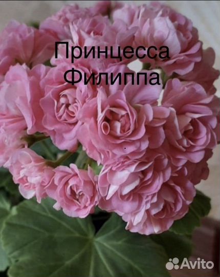 Пеларгонии сортовые