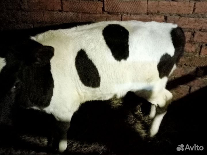 Продам телят бычков