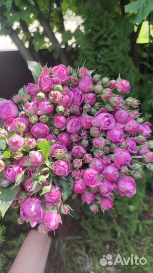 Роза оптом от производителя/букеты