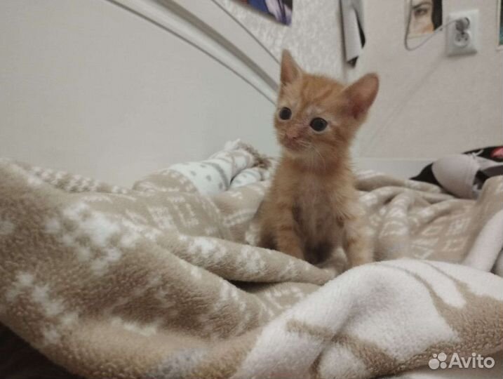 Котята с доставкой