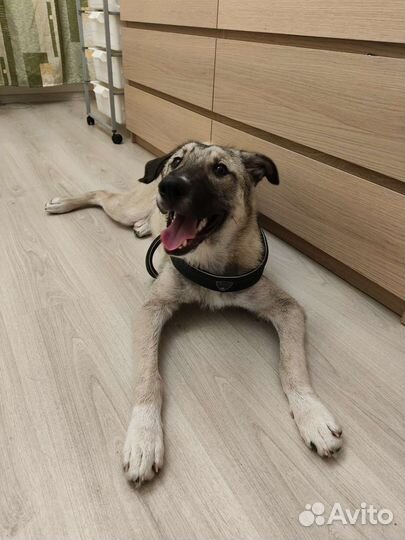 Передержка собак и кошек