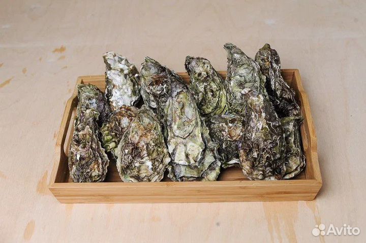 Живые устрицы (дикие)