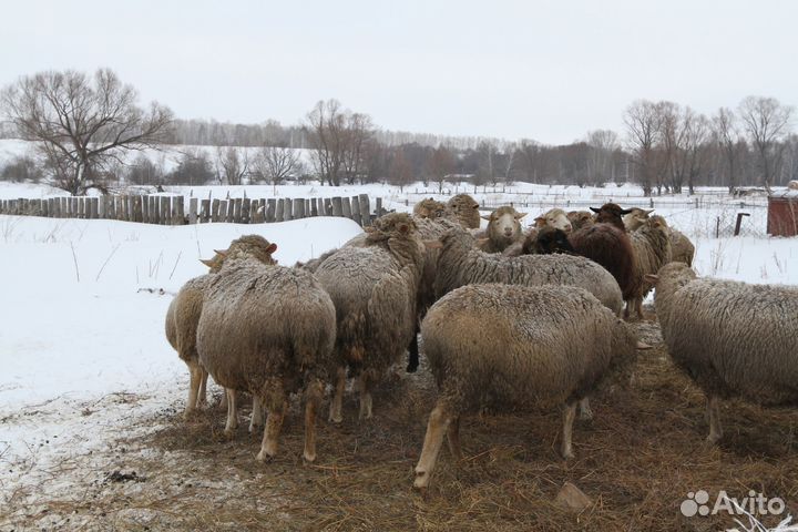Бараны и овцы