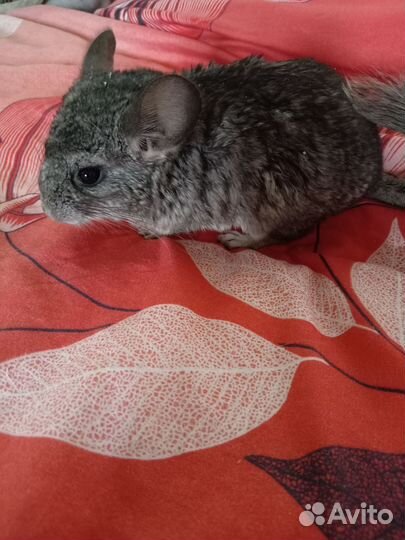 Шиншилла малыш