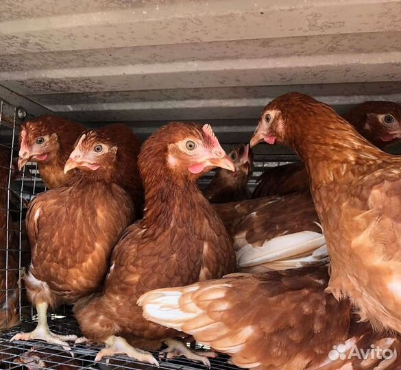 Супер несушки