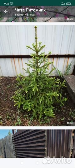 Ель саженцы от 50см до 2м
