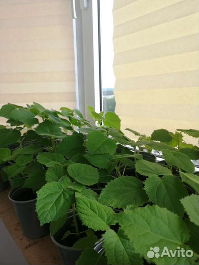 Рассада Павловния Pao Tong Z07(морозостойкий сорт)