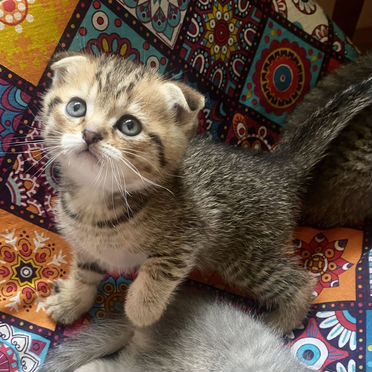 Шотландский вислоухий короткошёрстный котёнок