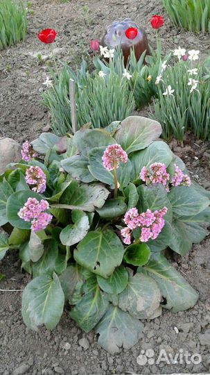 Излишки саженцев