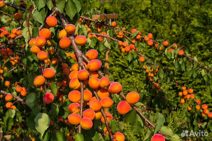 Саженцы абрикос из питомника