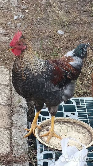 Молодые петухи