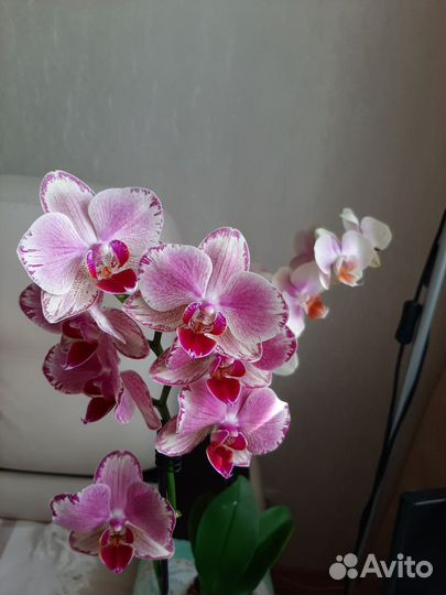 Орхидея фаленопсис Пират Пикот