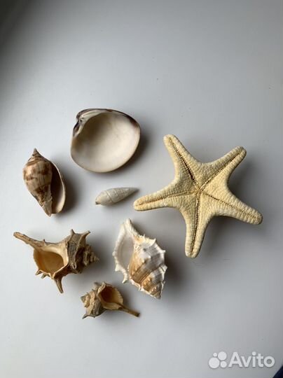 Морские ракушки набором