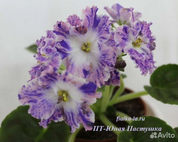 Детки фиалок