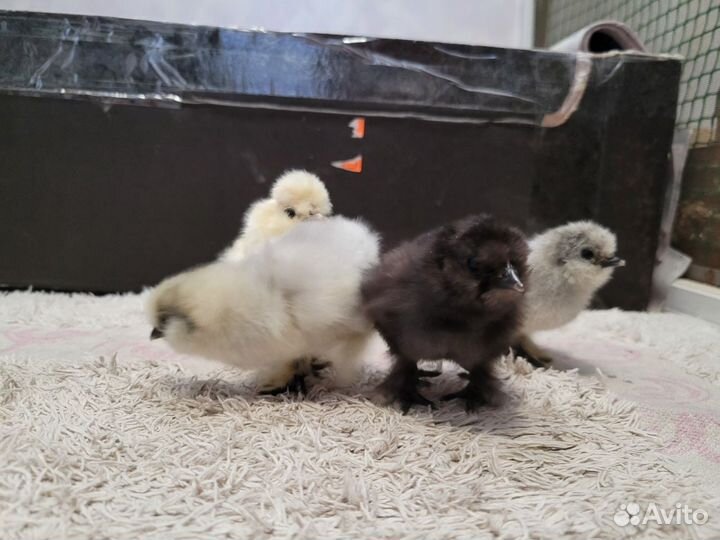 Цыплята породы 
