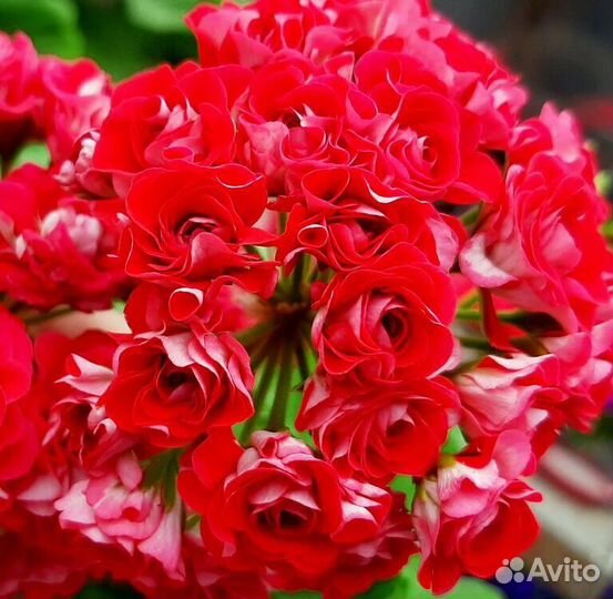 Пеларгония герань Pink Rambler