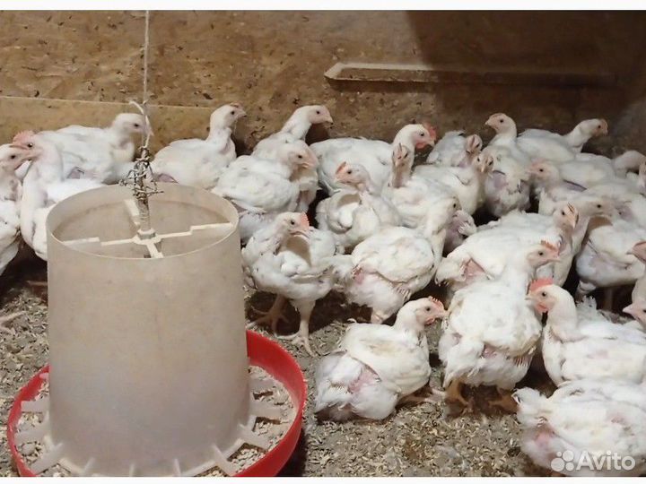 Цыплята бройлеры кобб 500, Росс 308 импорт