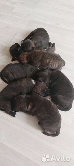 Английский стаффордширский бультерьер