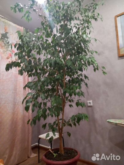 Фикус бенджамина большой