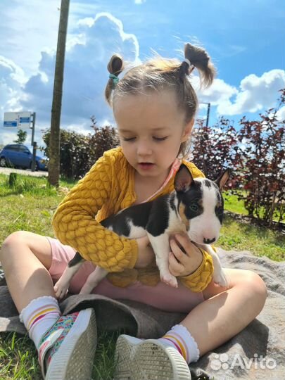 Миниатюрный бультерьер щенки