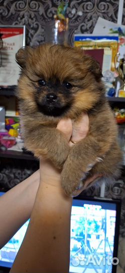 Щенки шпица