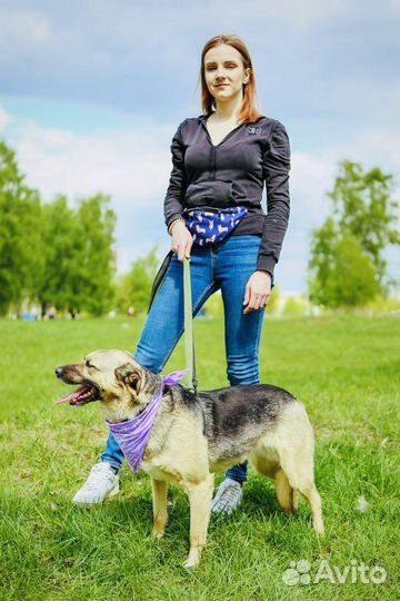 Собака в добрые руки