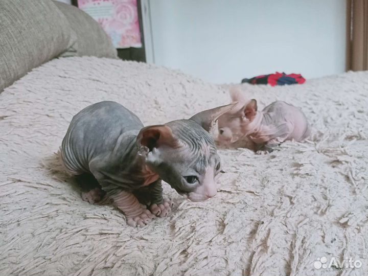 Донской сфинкс котята