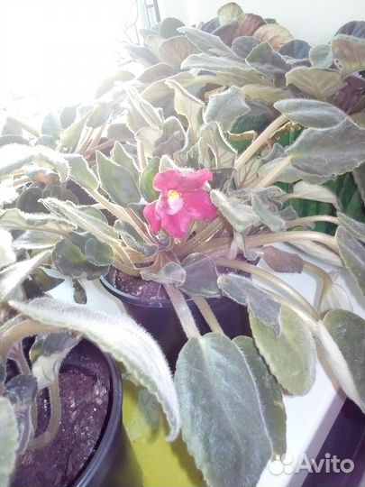 Комнатные цветы