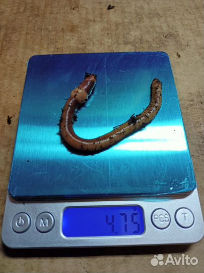 Червь дендробена